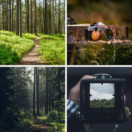 Forest Walk with a Professional Photo Session