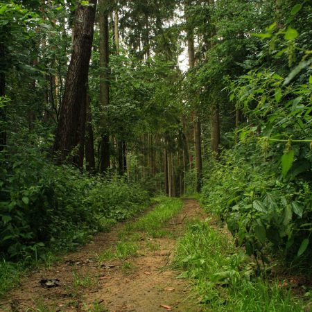 Forest Walk, Breathwork Session, and Stream Bathing